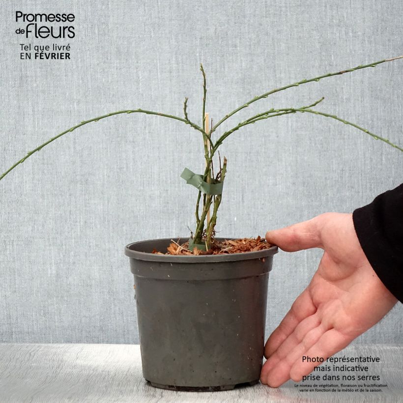 Example of Genêt rampant - Cytisus kewensis Pot van 2 l/3 l as you get in hiver