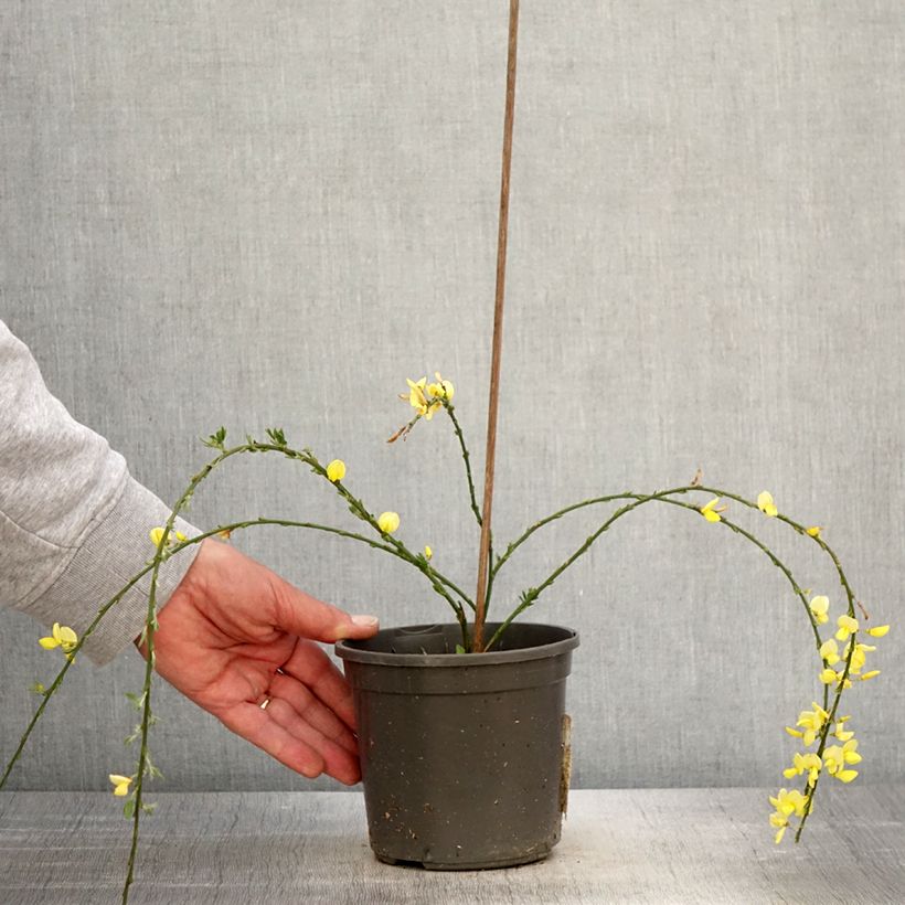 Exemplaar van Cytisus kewensis - Brem Pot van 2 l/3 l zoals geleverd in de lente