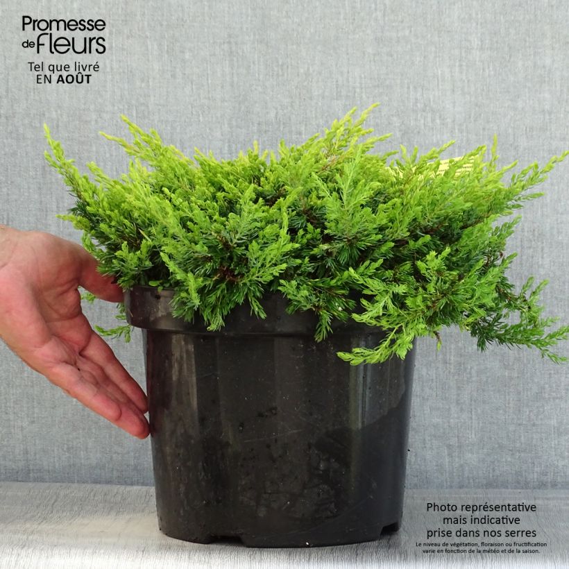 Exemplaar van Jeneverbes Goldschatz - Juniperus communis Pot van 7,5 l/10 l zoals geleverd in de zomer