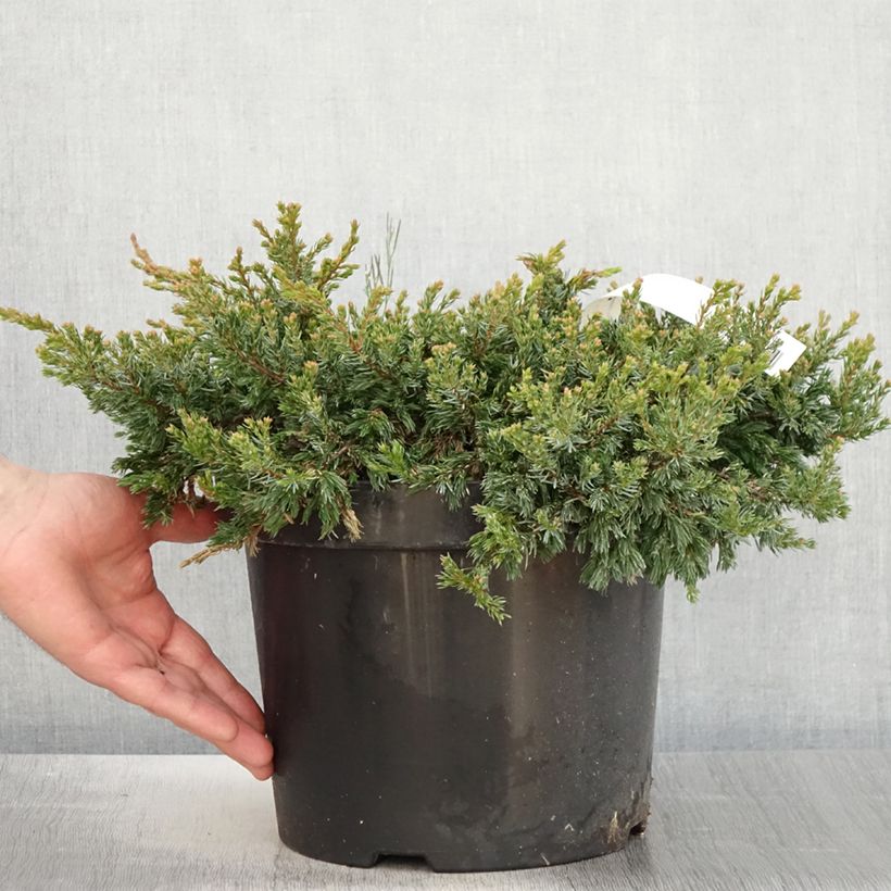 Exemplaar van Jeneverbes Goldschatz - Juniperus communis Pot van 7,5 l/10 l zoals geleverd in de lente
