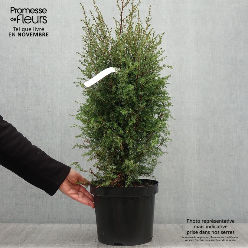 Exemplaar van Juniperus communis Hibernica - Jeneverbes Pot van 7,5 l/10 l zoals geleverd in de herfst