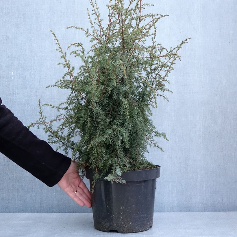 Example of Juniperus communis Hibernica - Jeneverbes Pot van 7,5 l/10 l as you get in hiver
