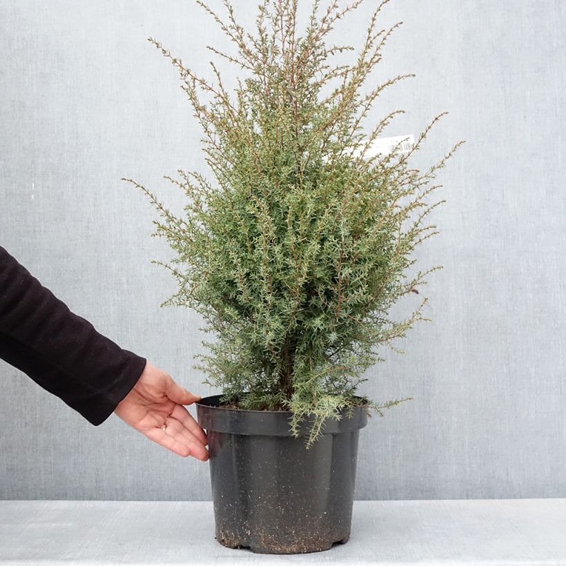 Exemplaar van Juniperus communis Hibernica - Jeneverbes Pot van 7,5 l/10 l zoals geleverd in de lente