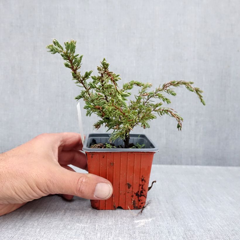 Exemplaar van Juniperus communis Repanda - Jeneverbes Kweekpotje van 8/9 cm zoals geleverd in de herfst