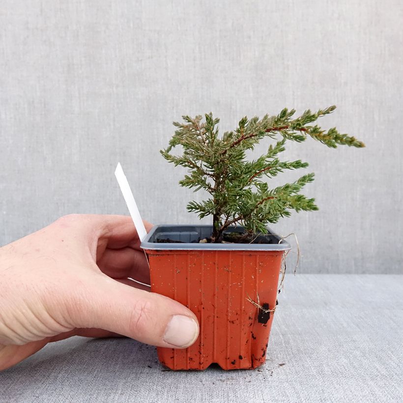 Example of Juniperus communis Repanda - Jeneverbes Kweekpotje van 8/9 cm as you get in hiver
