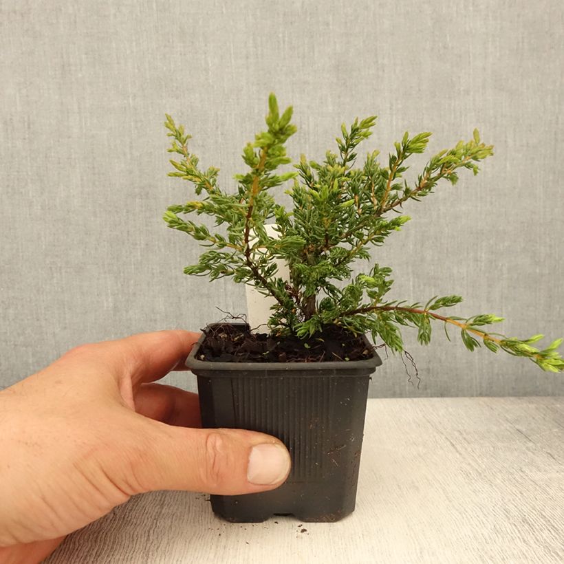 Exemplaar van Juniperus communis Repanda - Jeneverbes Kweekpotje van 8/9 cm zoals geleverd in de lente