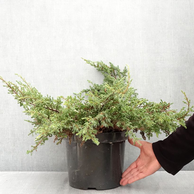 Exemplaar van Juniperus communis Repanda - Jeneverbes Pot van 7,5 l/10 l zoals geleverd in de herfst