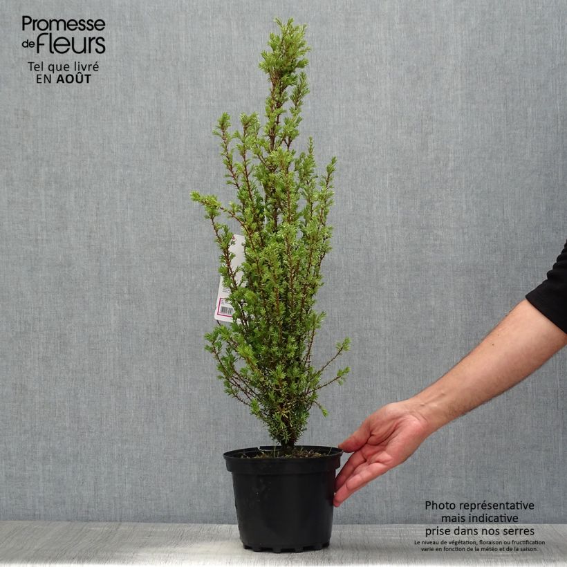 Exemplaar van Juniperus communis Sentinel - Jeneverbes Pot van 3 l/4 l zoals geleverd in de zomer