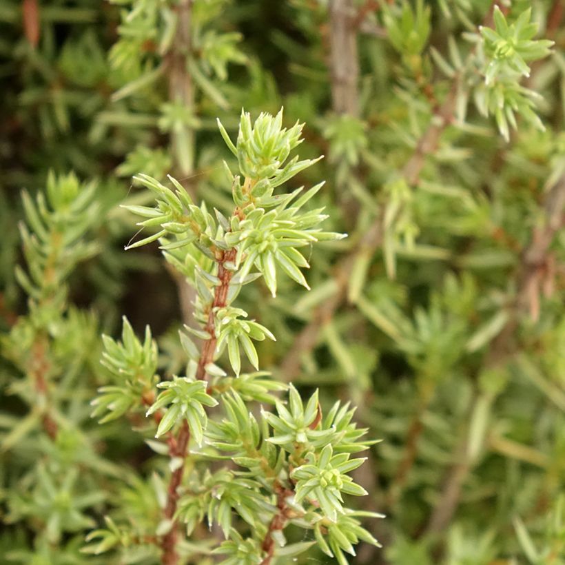 Juniperus communis Sentinel - Jeneverbes (Blad)