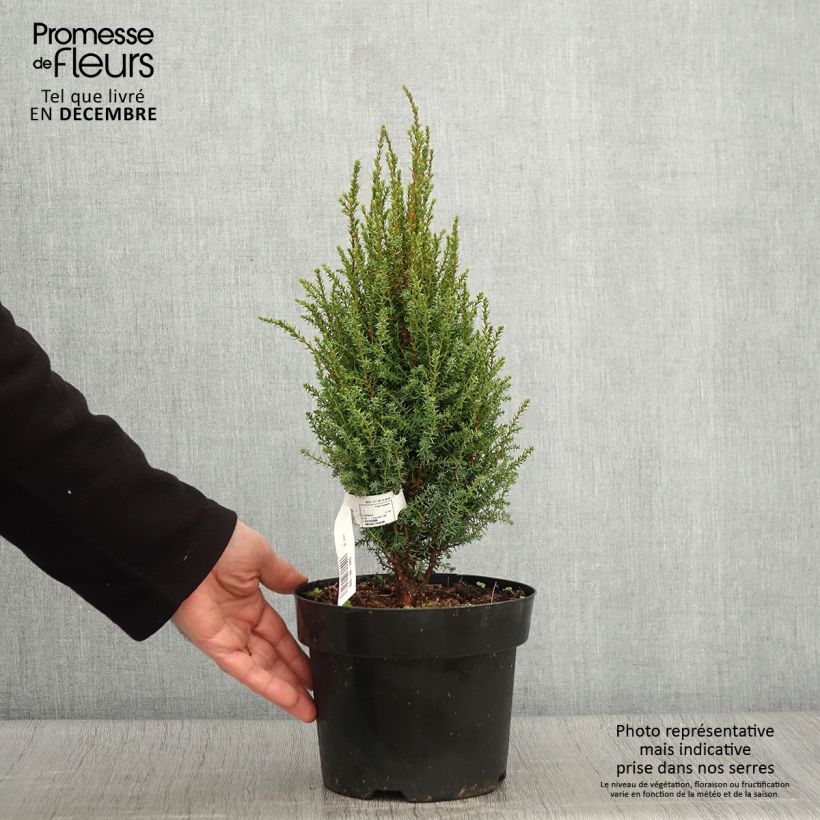 Exemplaar van Juniperus communis Compressa - Jeneverbes commun Pot van 2 l/3 l zoals geleverd in de herfst