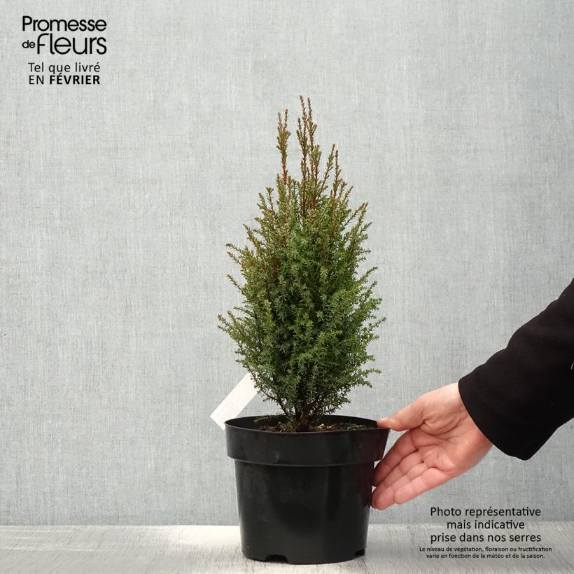 Example of Juniperus communis Compressa - Jeneverbes commun Pot van 2 l/3 l as you get in hiver