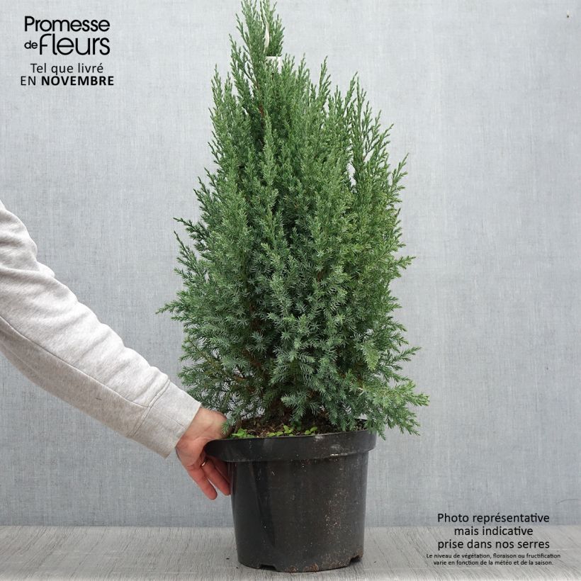 Exemplaar van Juniperus chinensis Stricta - Chinese jeneverbes Pot van 7,5 l/10 l zoals geleverd in de herfst