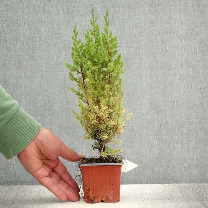 Exemplaar van Juniperus chinensis Stricta - Chinese jeneverbes Kweekpotje van 8/9 cm zoals geleverd in de zomer