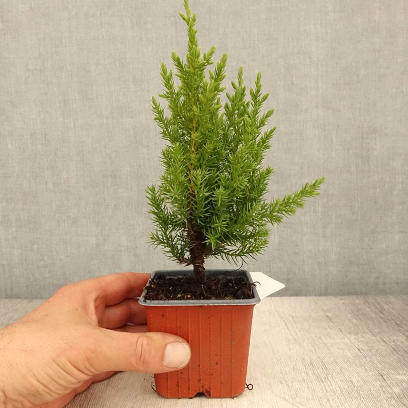 Exemplaar van Juniperus chinensis Stricta - Chinese jeneverbes Kweekpotje van 8/9 cm zoals geleverd in de lente