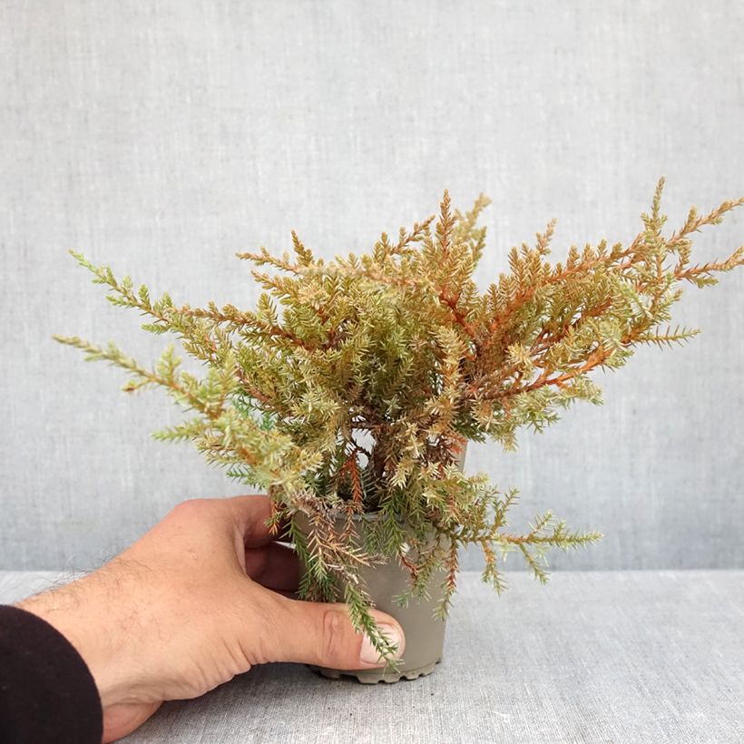 Exemplaar van Juniperus pfitzeriana Compacta - Jeneverbes Kweekpotje van 8/9 cm zoals geleverd in de herfst