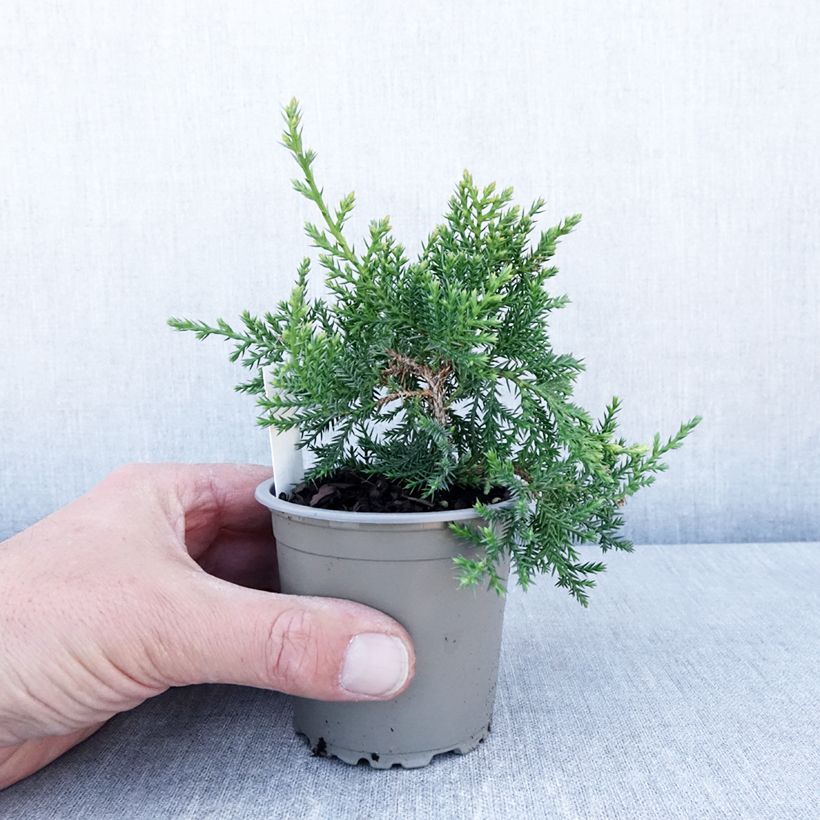 Exemplaar van Juniperus pfitzeriana Compacta - Jeneverbes Kweekpotje van 8/9 cm zoals geleverd in de lente