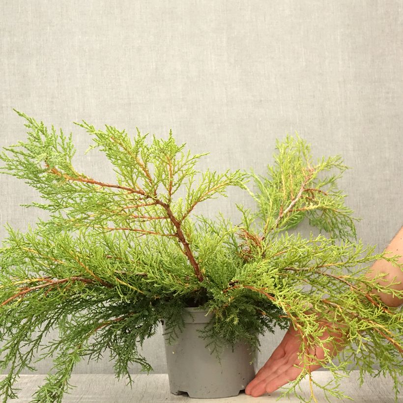 Exemplaar van Juniperus media Pfitzeriana - Pfitzer-jeneverbes Pot van 2 l/3 l zoals geleverd in de zomer