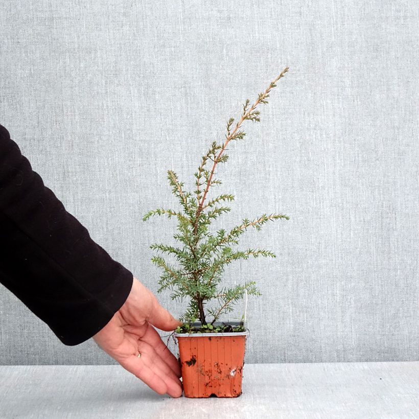 Exemplaar van Juniperus communis Suecica - Jeneverbes Kweekpotje van 8/9 cm zoals geleverd in de lente