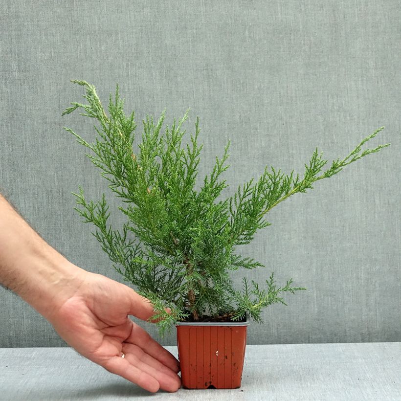 Exemplaar van Juniperus virginiana - Virginische jeneverbes Kweekpotje van 8/9 cm zoals geleverd in de herfst