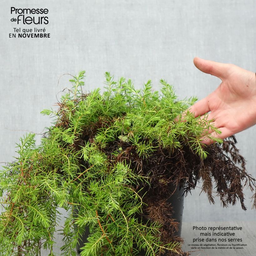 Exemplaar van Juniperus conferta All Gold - Kustjeneverbes Pot van 7,5 l/10 l zoals geleverd in de herfst