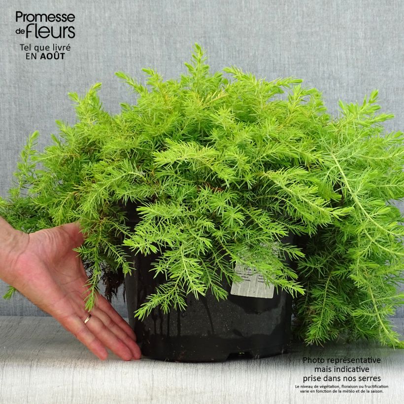 Exemplaar van Juniperus conferta All Gold - Kustjeneverbes Pot van 7,5 l/10 l zoals geleverd in de zomer