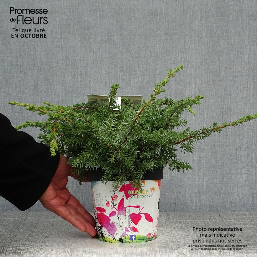 Exemplaar van Juniperus conferta Schlager - Jeneverbes Pot van 2 l/3 l zoals geleverd in de herfst