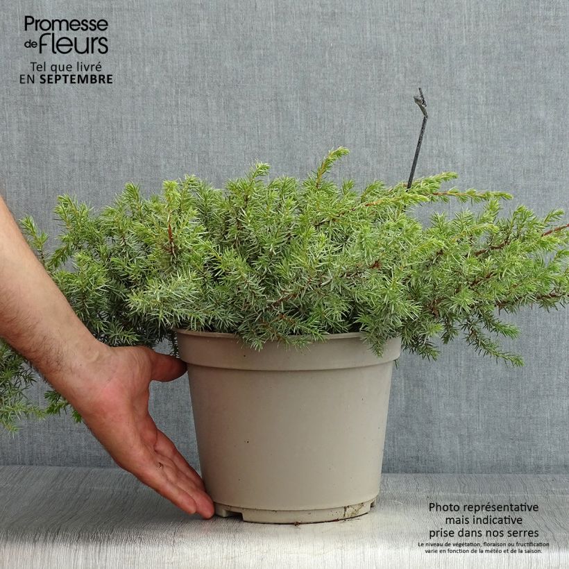 Exemplaar van Juniperus conferta Schlager - Jeneverbes Pot van 4 l/5 l zoals geleverd in de zomer