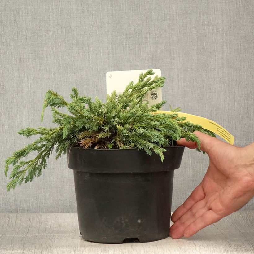 Exemplaar van Juniperus squamata Blue Spider - Himalaya jeneverbes Pot van 2 l/3 l zoals geleverd in de zomer