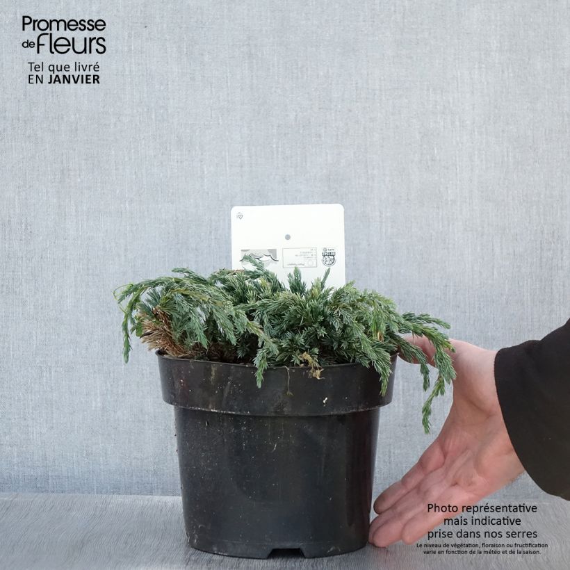 Example of Genévrier écailleux - Juniperus squamata Blue Spider Pot van 2 l/3 l as you get in hiver