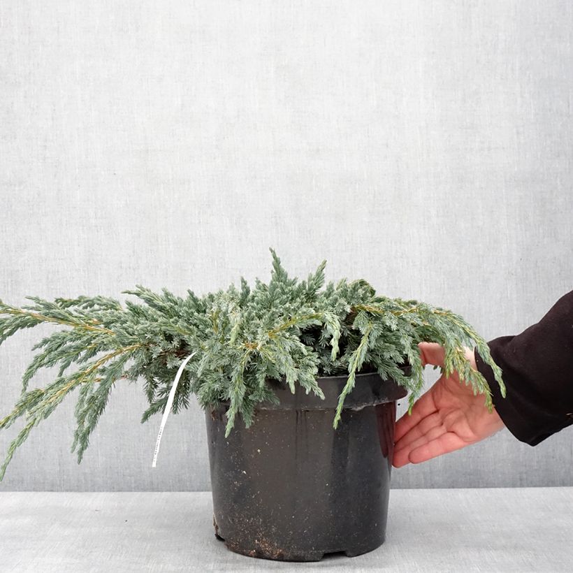 Example of Genévrier écailleux - Juniperus squamata Blue Spider Pot van 7,5 l/10 l as you get in hiver