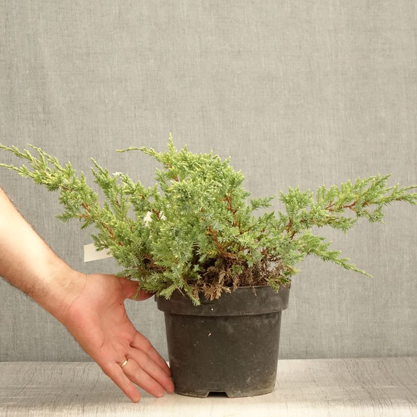 Exemplaar van Juniperus squamata Dream Joy - Himalaya jeneverbes Pot van 2 l/3 l zoals geleverd in de zomer