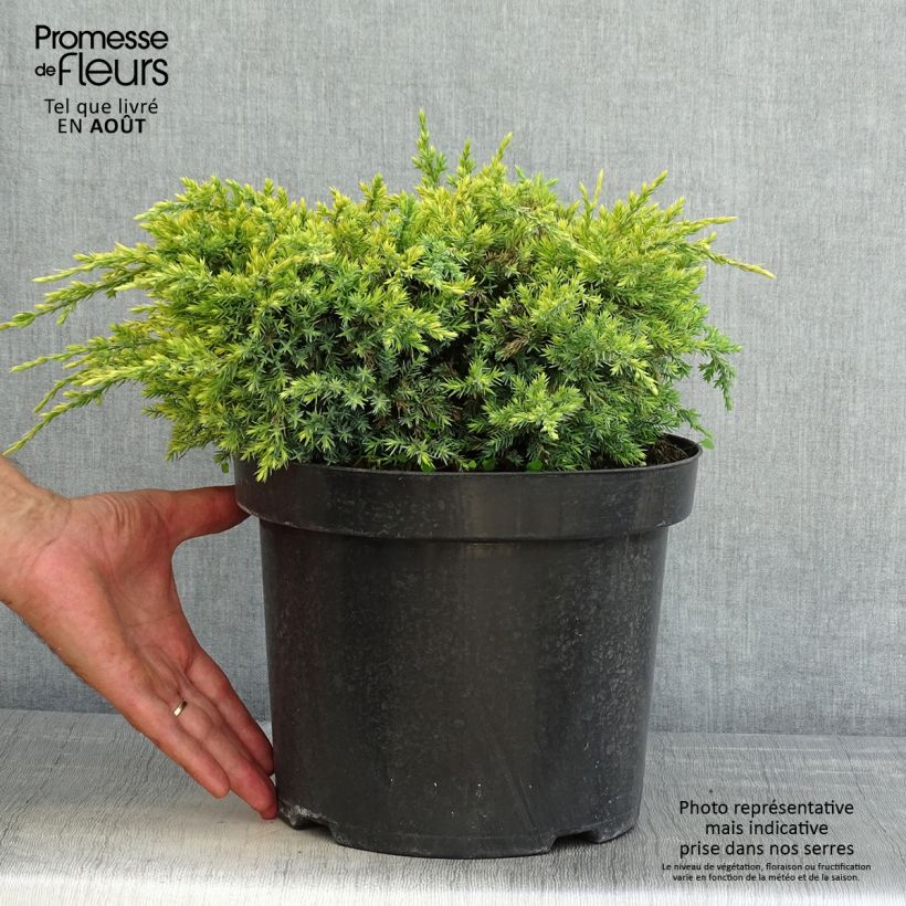 Exemplaar van Juniperus squamata Dream Joy - Himalaya jeneverbes Pot van 7,5 l/10 l zoals geleverd in de zomer