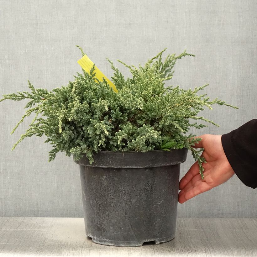 Exemplaar van Juniperus squamata Dream Joy - Himalaya jeneverbes Pot van 7,5 l/10 l zoals geleverd in de lente