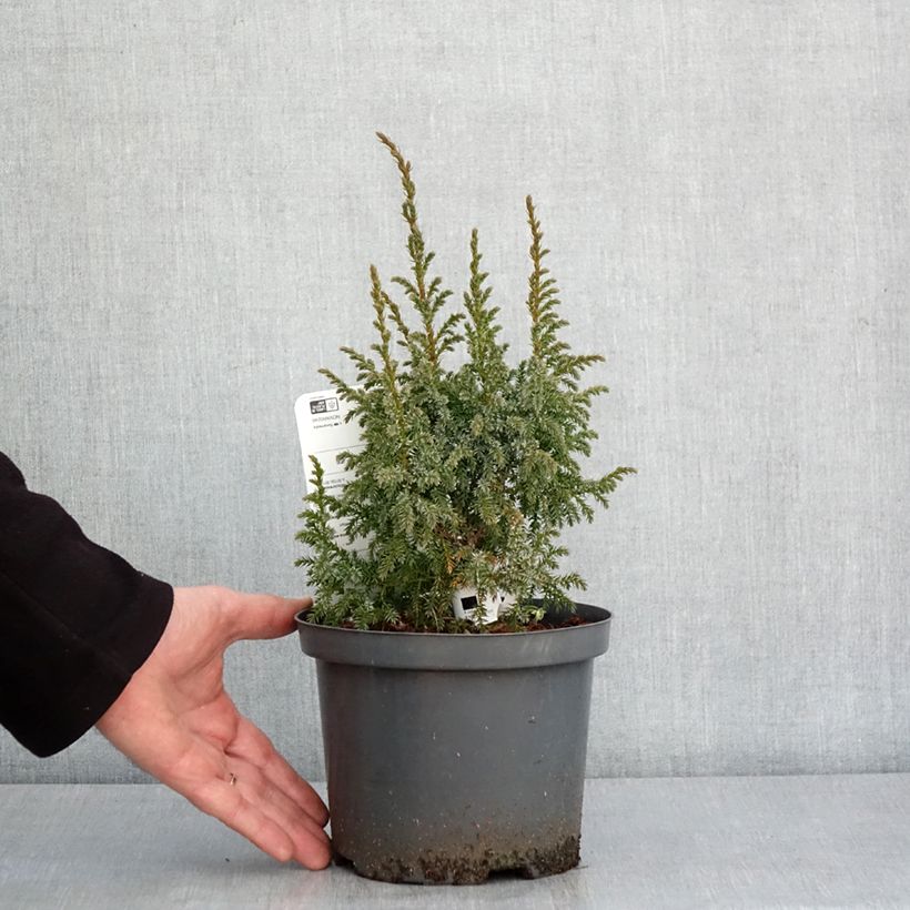 Example of Genévrier écailleux - Juniperus squamata Loderi Pot van 2 l/3 l as you get in hiver