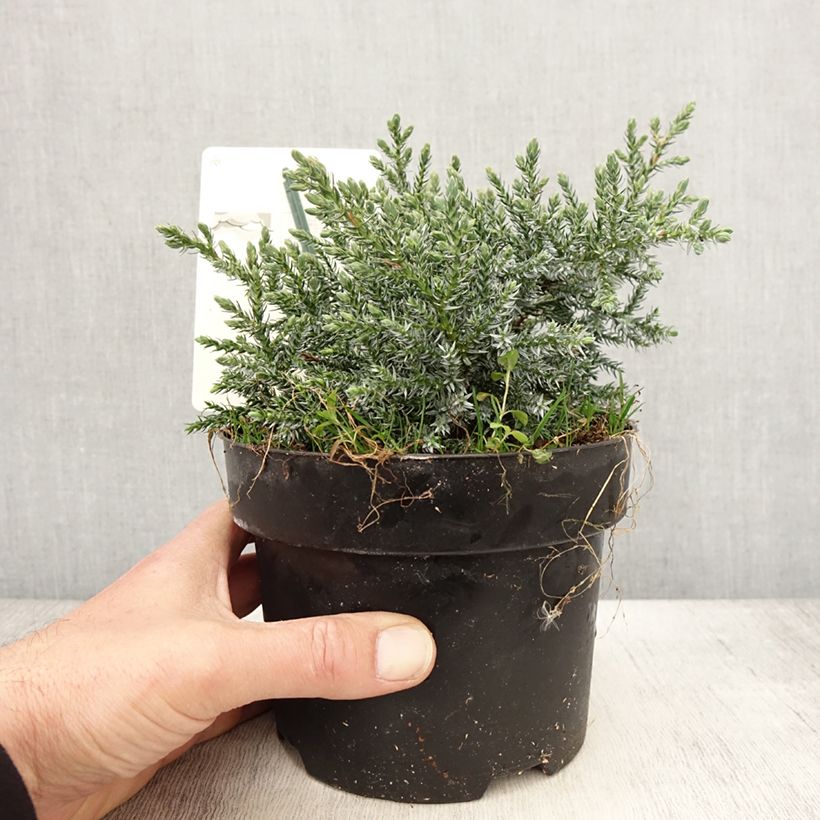 Exemplaar van Juniperus squamata Tropical Blue - Himalaya jeneverbes Pot van 2 l/3 l zoals geleverd in de lente