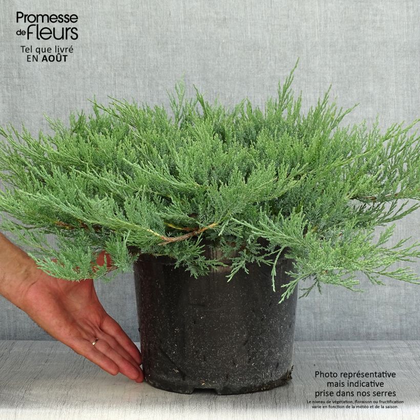 Exemplaar van Juniperus horizontalis Agnieszka - Kruipende jeneverbes Pot van 7,5 l/10 l zoals geleverd in de zomer