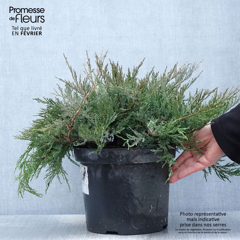 Example of Genévrier horizontal - Juniperus horizontalis Agnieszka Pot van 7,5 l/10 l as you get in hiver