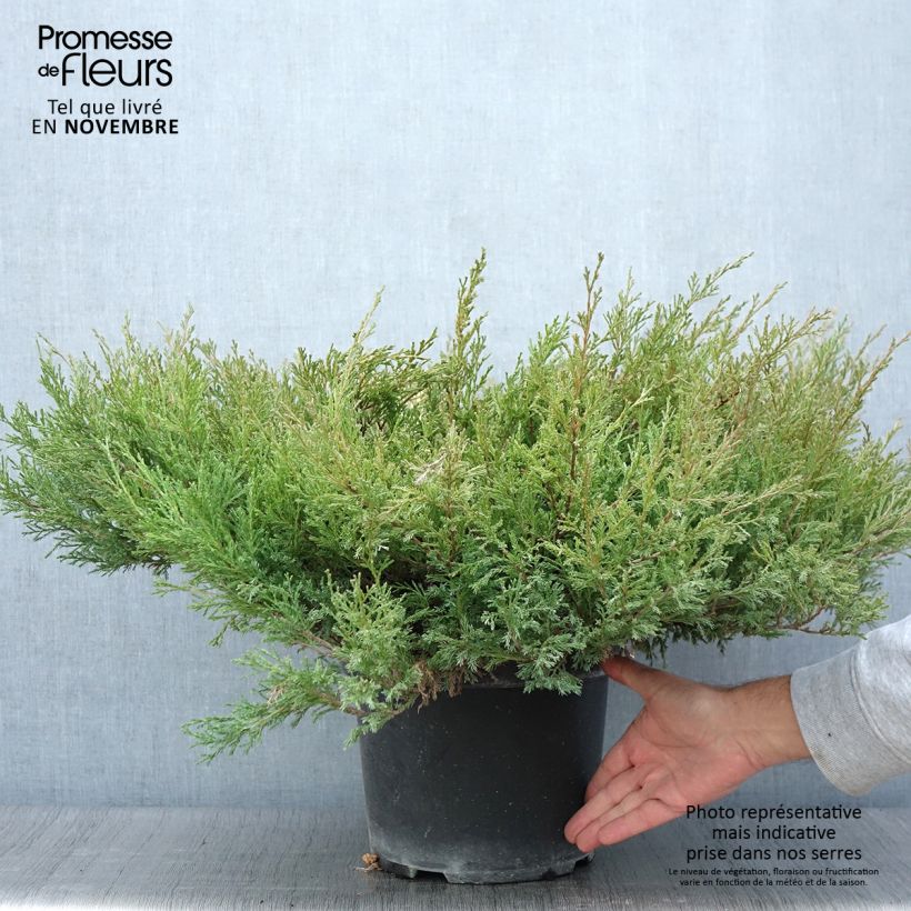 Exemplaar van Juniperus horizontalis Andorra Compact - Kruipende jeneverbes Pot van 7,5 l/10 l zoals geleverd in de herfst