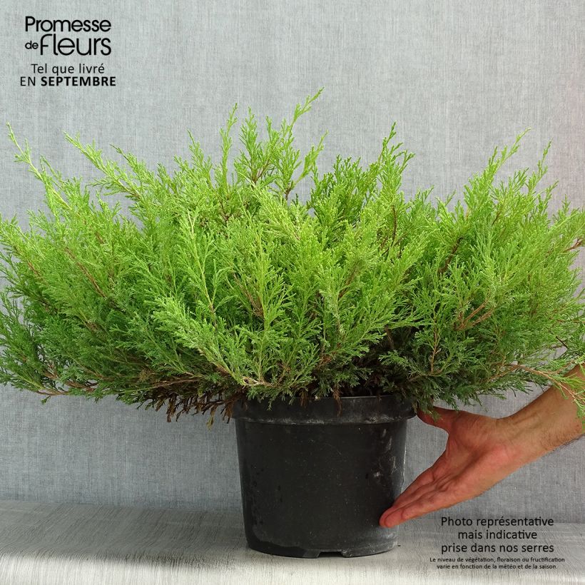 Exemplaar van Juniperus horizontalis Andorra Compact - Kruipende jeneverbes Pot van 7,5 l/10 l zoals geleverd in de zomer