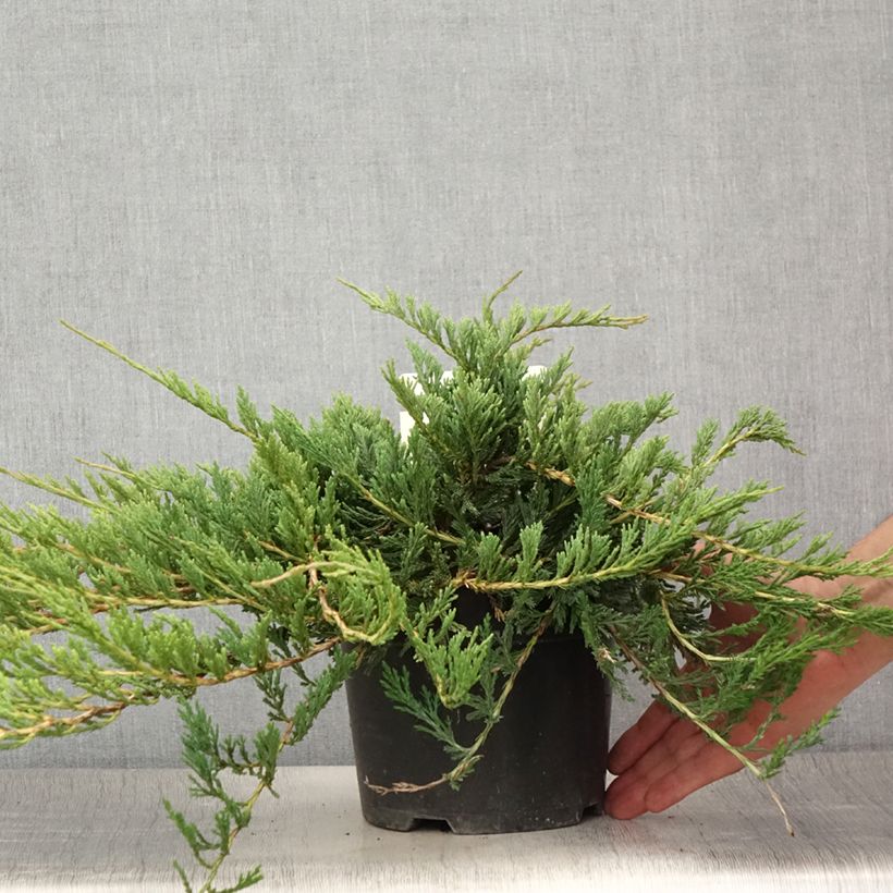 Exemplaar van Juniperus horizontalis Jade River - Kruipende jeneverbes Pot van 2 l/3 l zoals geleverd in de zomer