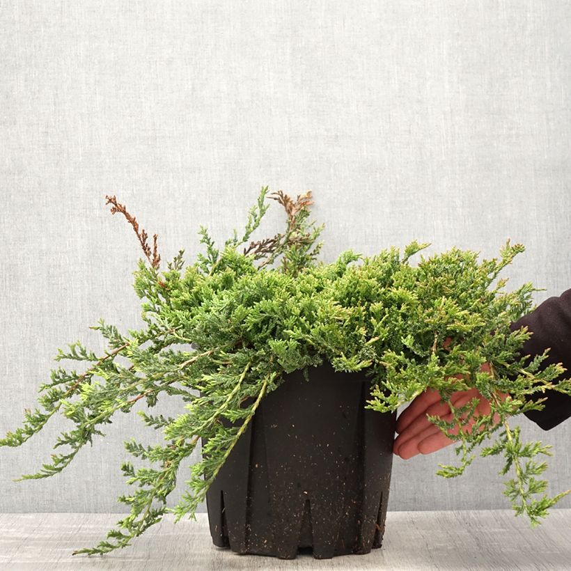 Exemplaar van Juniperus horizontalis Prince Of Wales - Kruipende jeneverbes Pot van 7,5 l/10 l zoals geleverd in de lente