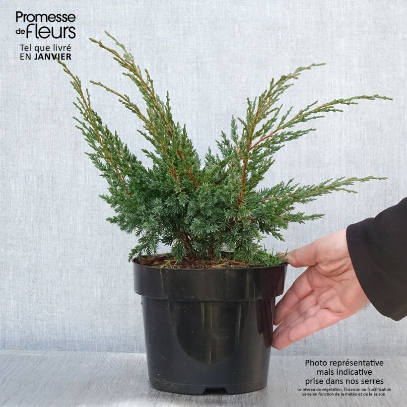 Example of Genévrier hybride - Juniperus chinensis Blaauw              Pot van 2 l/3 l as you get in hiver