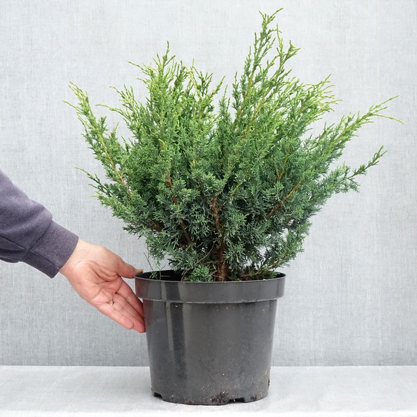 Example of Genévrier hybride - Juniperus chinensis Blaauw              Pot van 7,5 l/10 l as you get in printemps