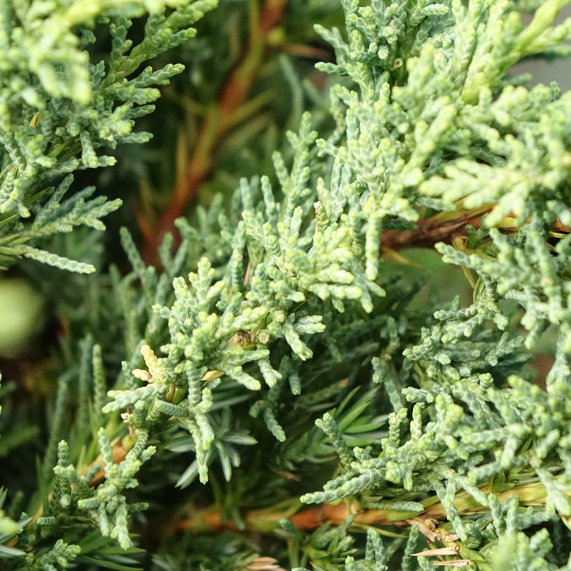 Juniperus chinensis Blaauw - Chinese jeneverbes (Blad)
