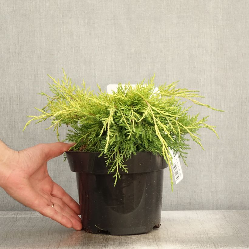 Exemplaar van Juniperus pfitzeriana King Of Spring - Jeneverbes Pot van 2 l/3 l zoals geleverd in de herfst