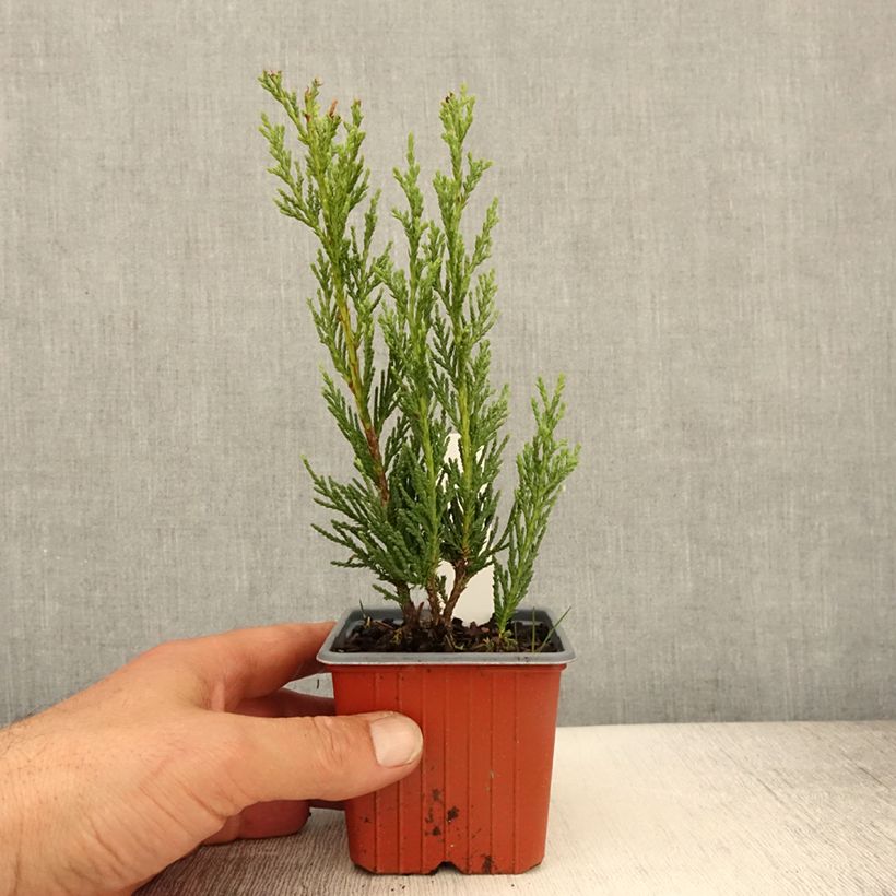 Exemplaar van Juniperus scopulorum Moonglow - Jeneverbes Kweekpotje van 8/9 cm zoals geleverd in de lente
