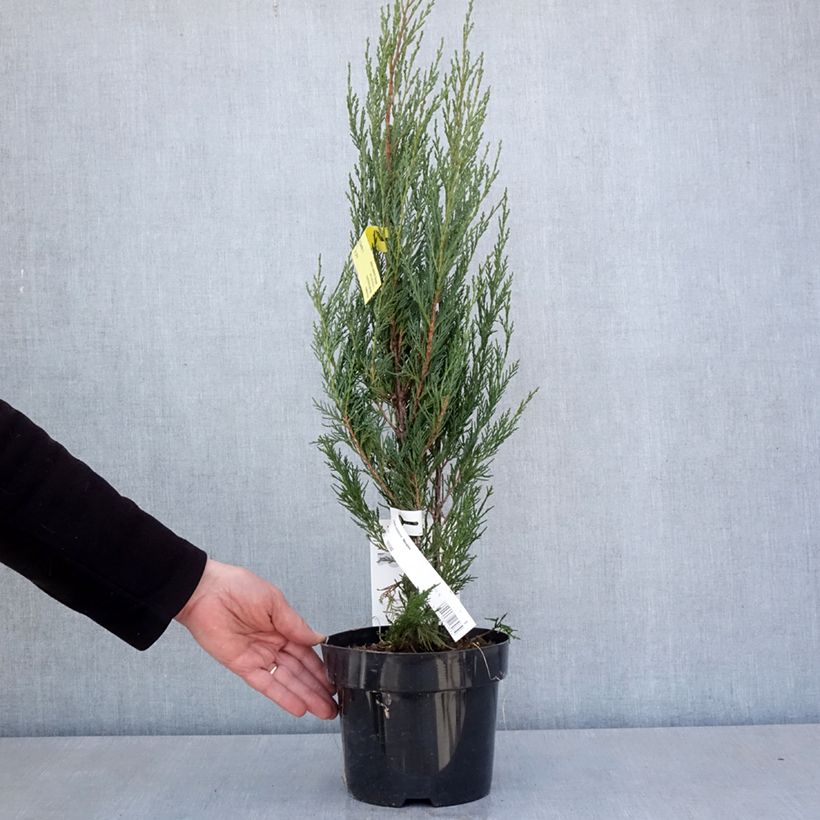 Exemplaar van Juniperus scopulorum Moonglow - Jeneverbes Pot van 2 l/3 l zoals geleverd in de lente