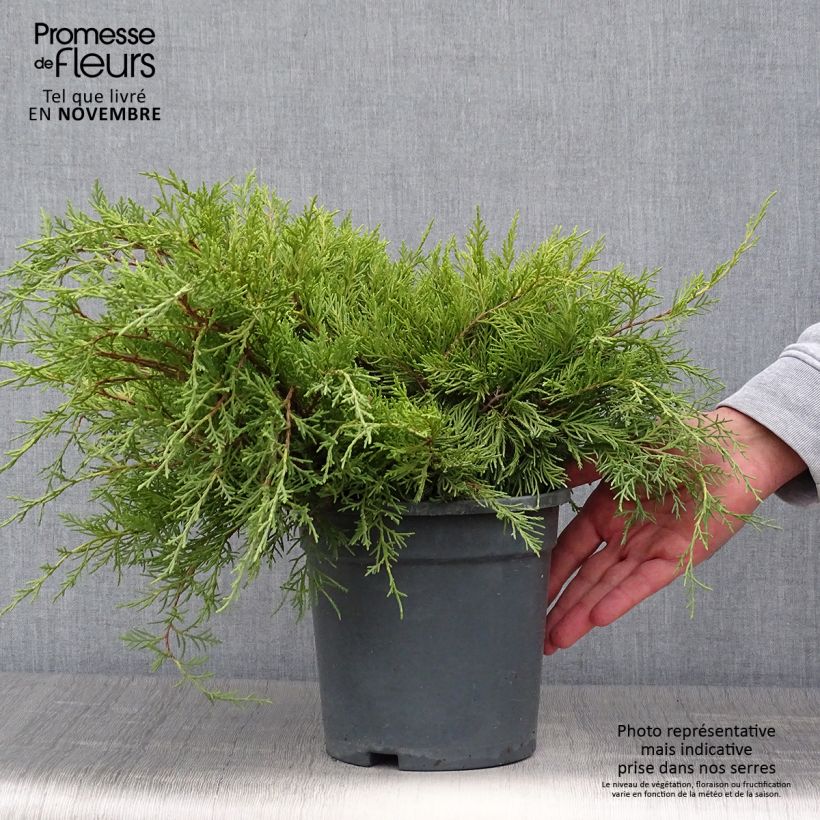 Exemplaar van Juniperus media Gold Coast - Jeneverbes Pot van 2 l/3 l zoals geleverd in de herfst