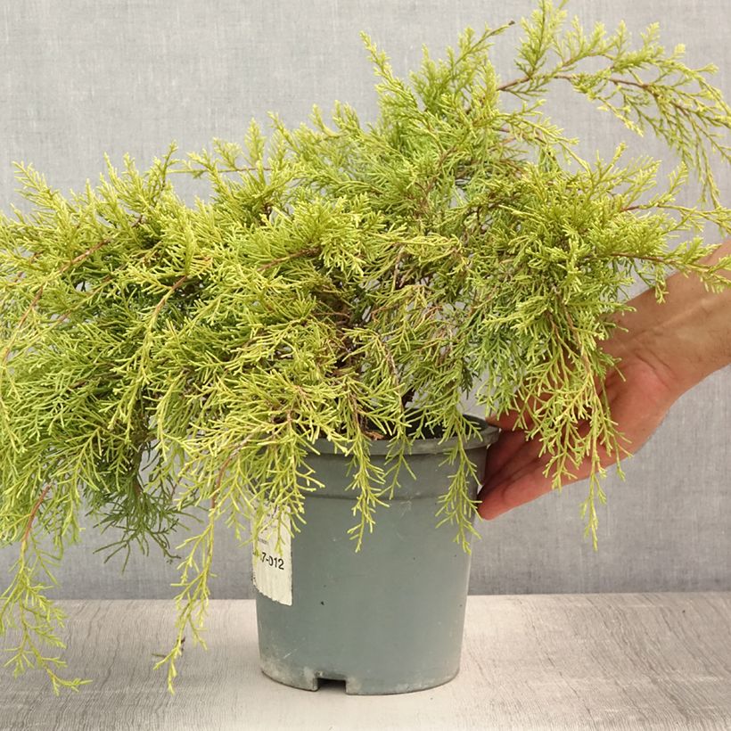 Exemplaar van Juniperus media Gold Coast - Jeneverbes Pot van 2 l/3 l zoals geleverd in de zomer