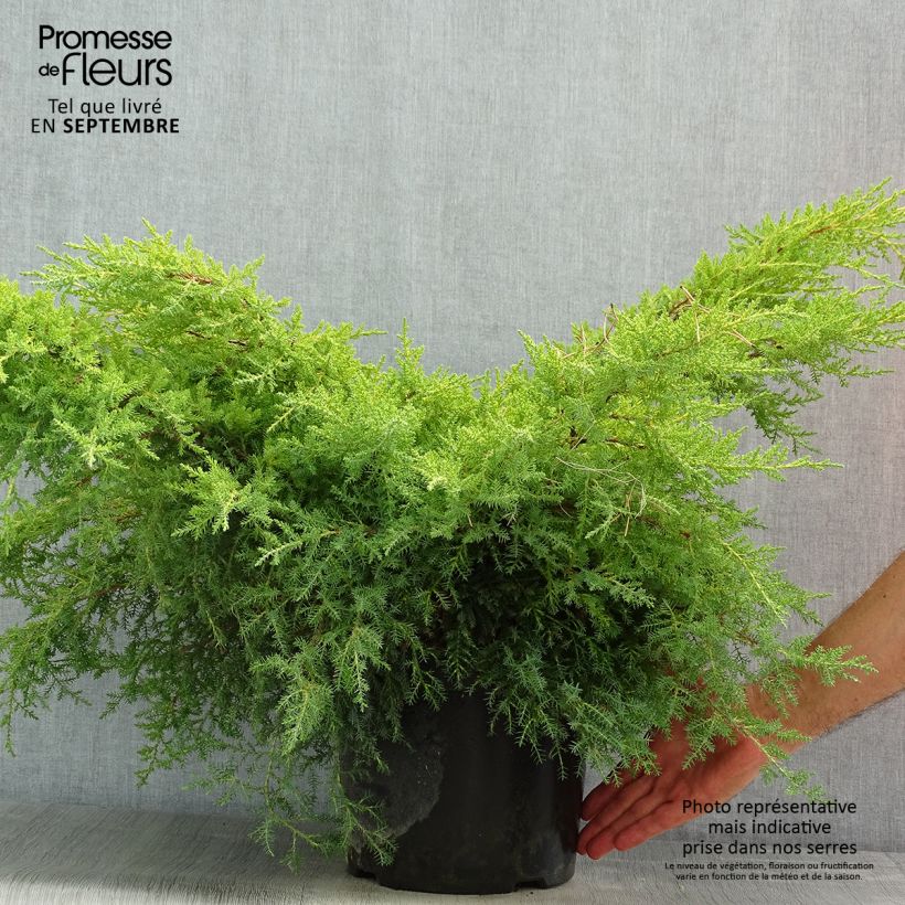 Exemplaar van Juniperus media Gold Star - Jeneverbes Pot van 7,5 l/10 l zoals geleverd in de zomer